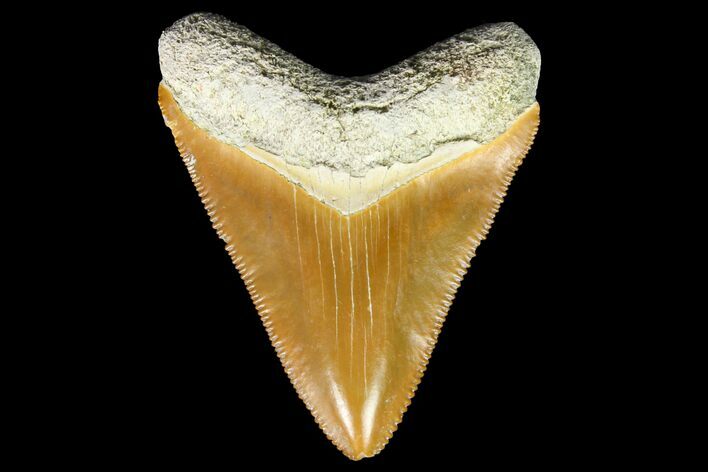 Serrated, Fossil Megalodon Tooth - Bone Valley, Florida #145088